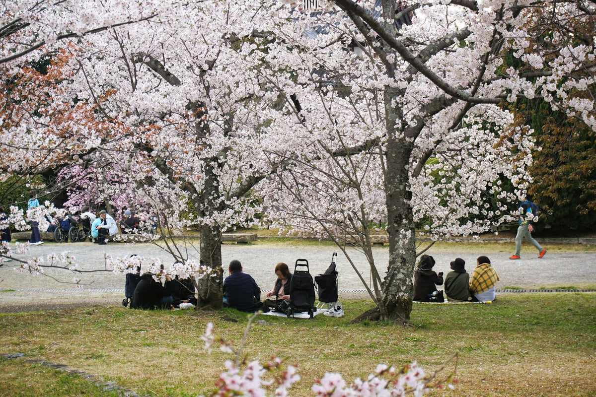 Hanami : pause sous les cerisiers en fleurs à Kyoto